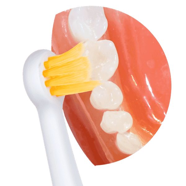 Edelwhite Focus® Bürstenköpfe